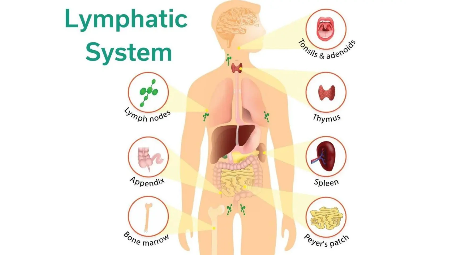 Lymphatic System Flushing